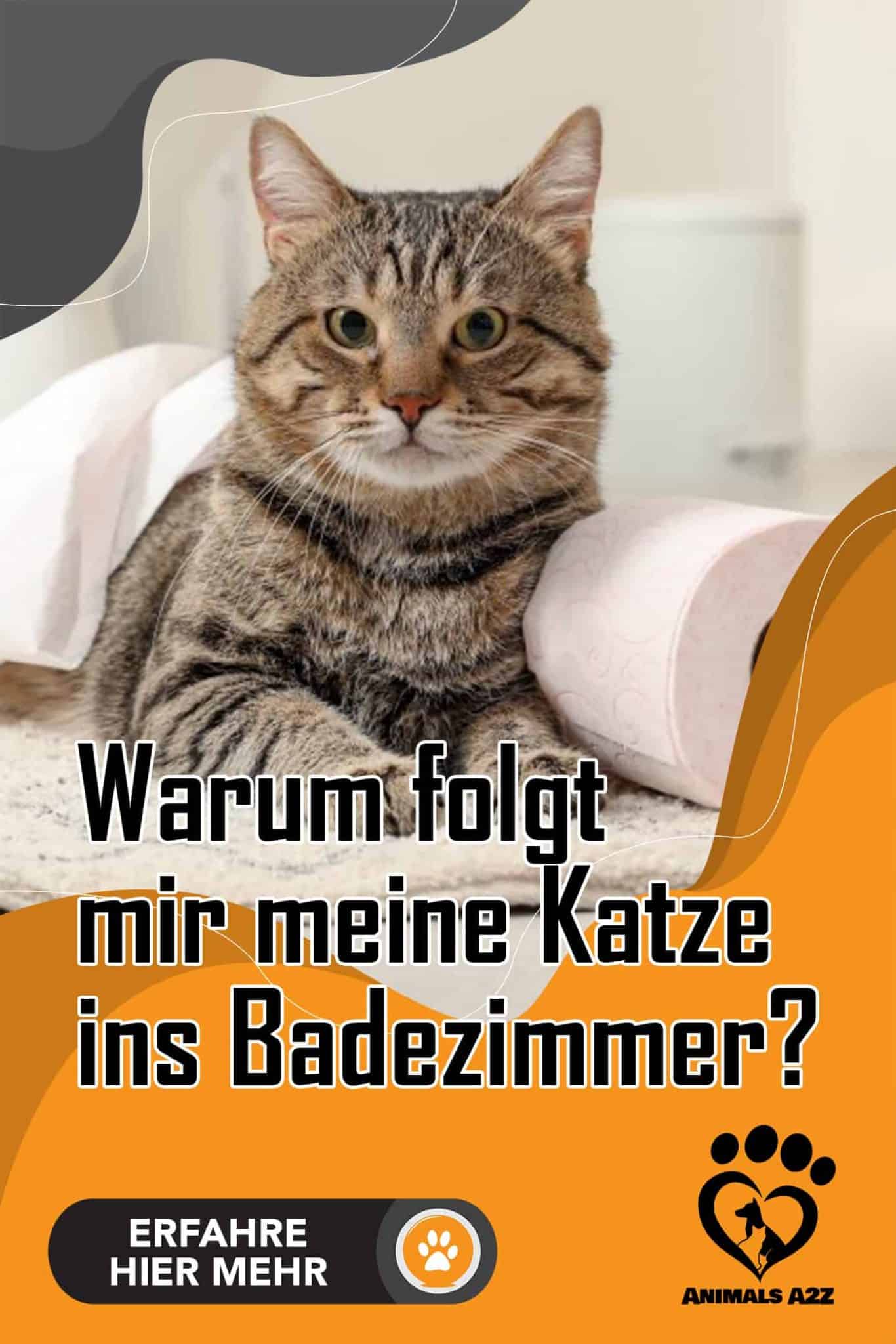 Warum folgt mir meine Katze ins Badezimmer? [Alle Infos]