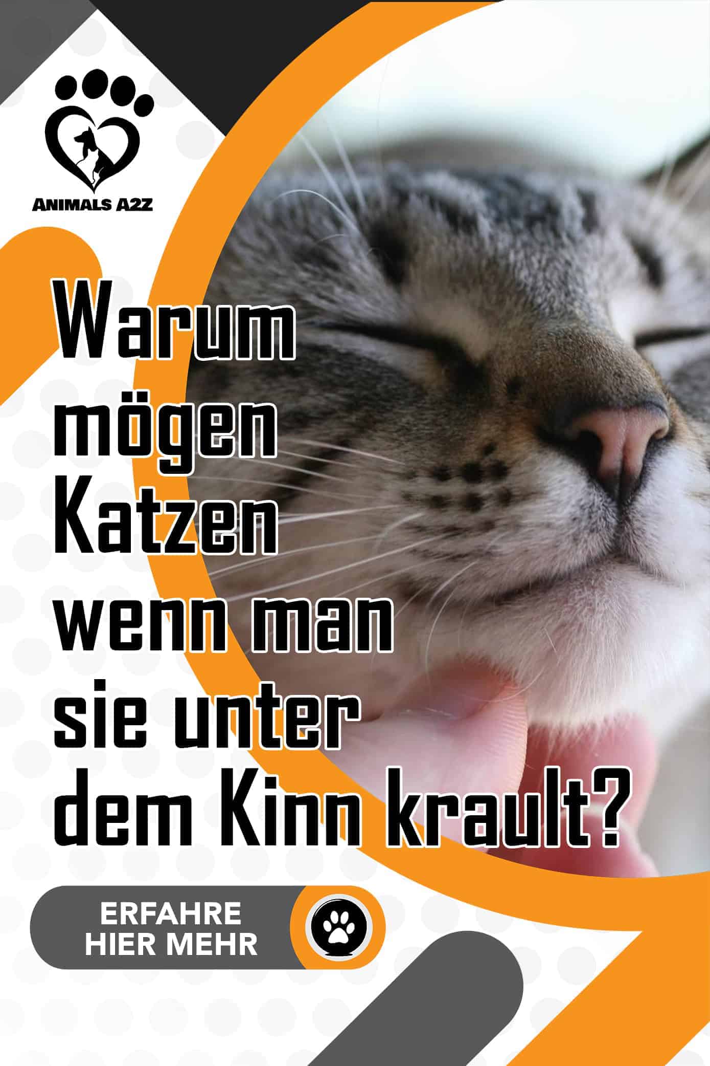 Warum mögen Katzen wenn man sie unter dem Kinn krault? [Alle Infos]