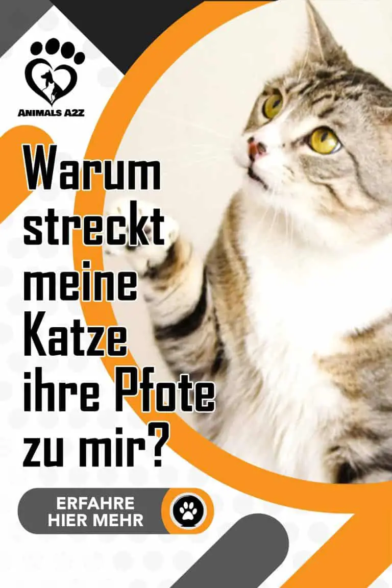 Warum streckt meine Katze ihre Pfote zu mir? [Die Details]