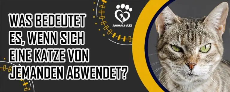 Was bedeutet es, wenn sich eine Katze von jemandem abwendet? [Details]