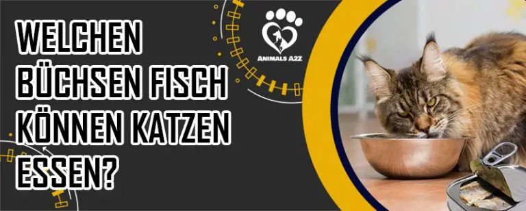 Dürfen Katzen Rohen Fisch Essen Welchen Büchsen Fisch können Katzen essen? [Die Details]