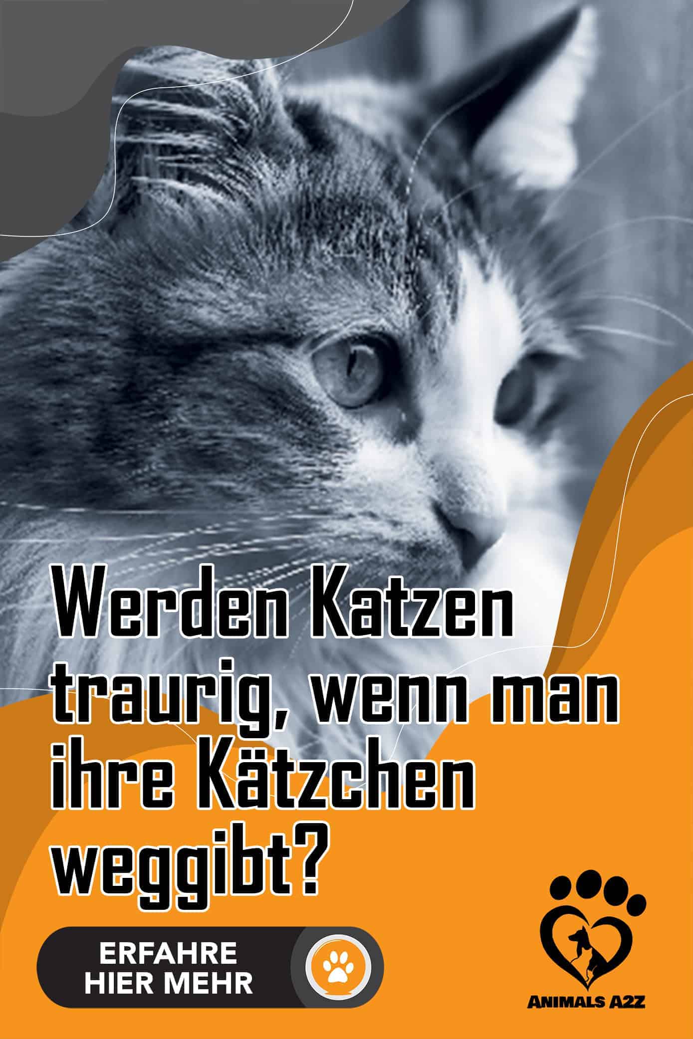 Werden Katzen traurig, wenn man ihre Kätzchen weggibt? [Die Infos]