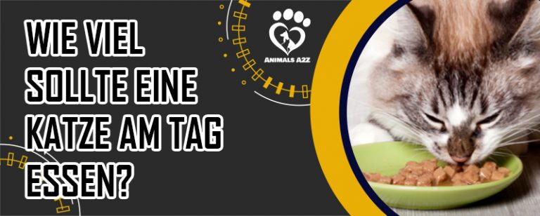 Wie viel sollte eine Katze am Tag essen [Alle Informationen]