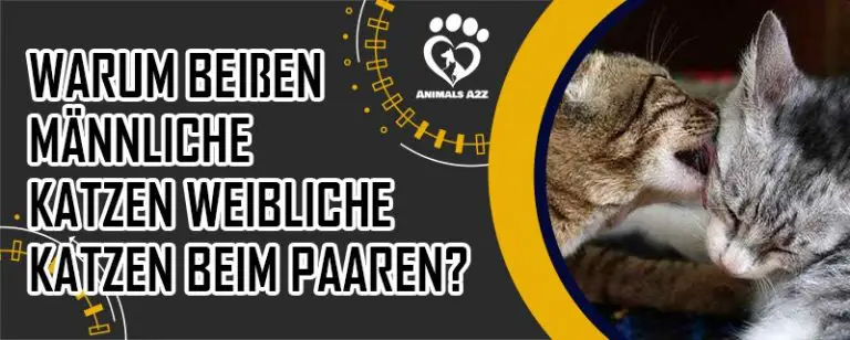 Warum beißen männliche Katzen weibliche Katzen beim Paaren? [Die Infos]