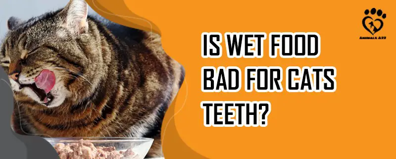 Ist Nassfutter schlecht für die Zähne von Katzen?
