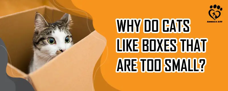 Warum mögen Katzen Boxen, die zu klein sind?