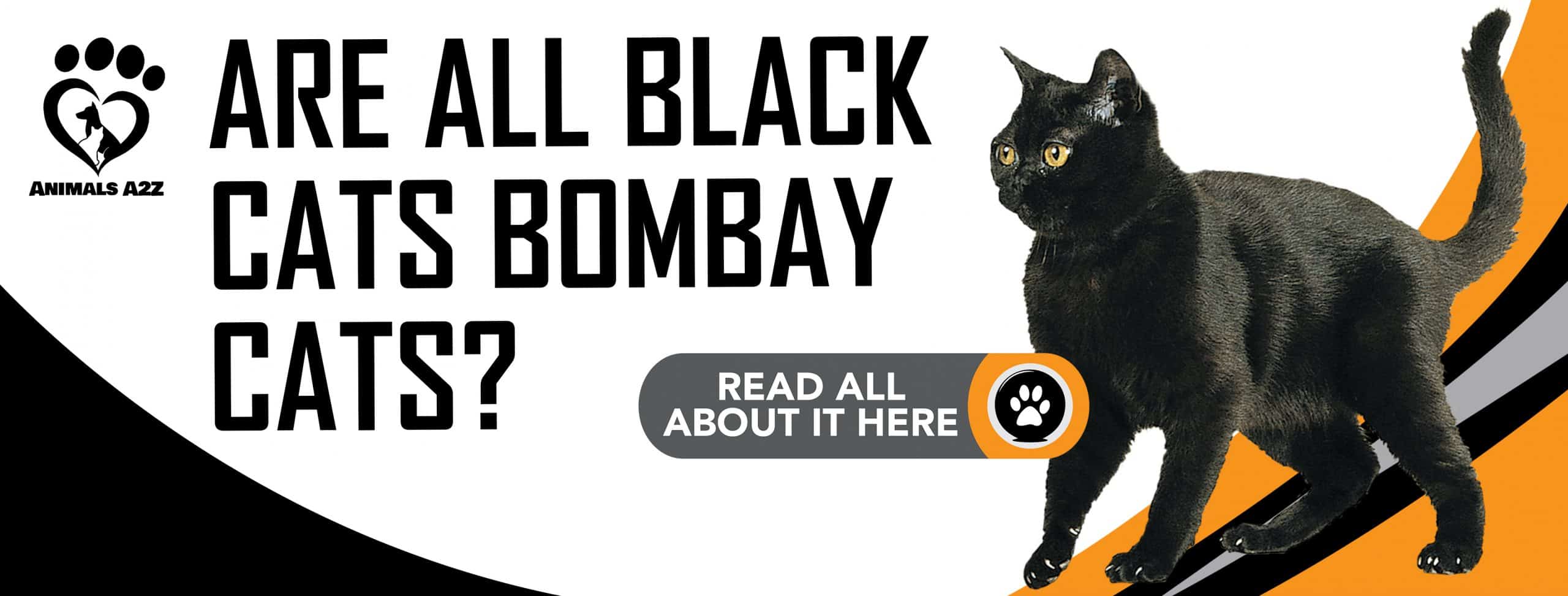 Sind alle schwarzen Katzen Bombay-Katzen?
