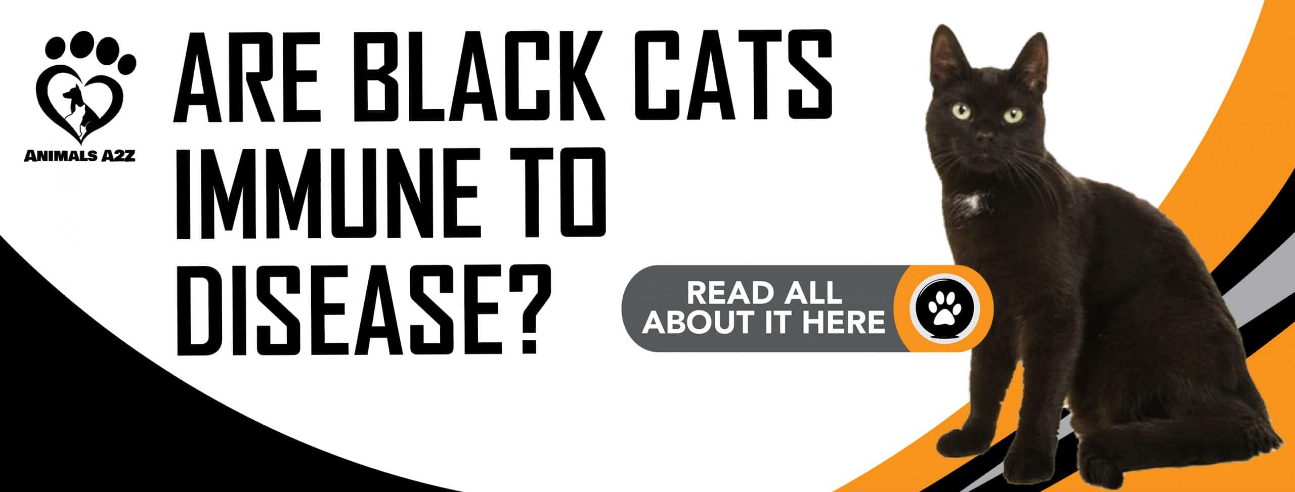 Sind schwarze Katzen immun gegen Krankheiten?