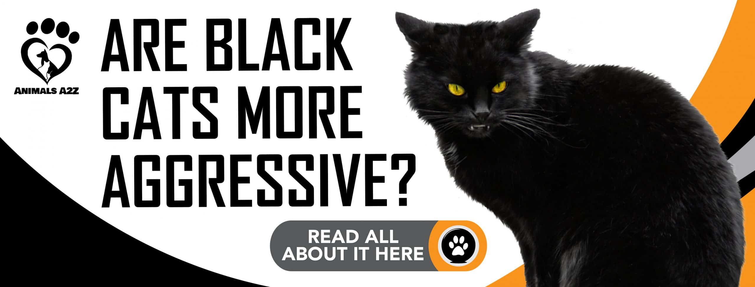 Sind schwarze Katzen aggressiver?