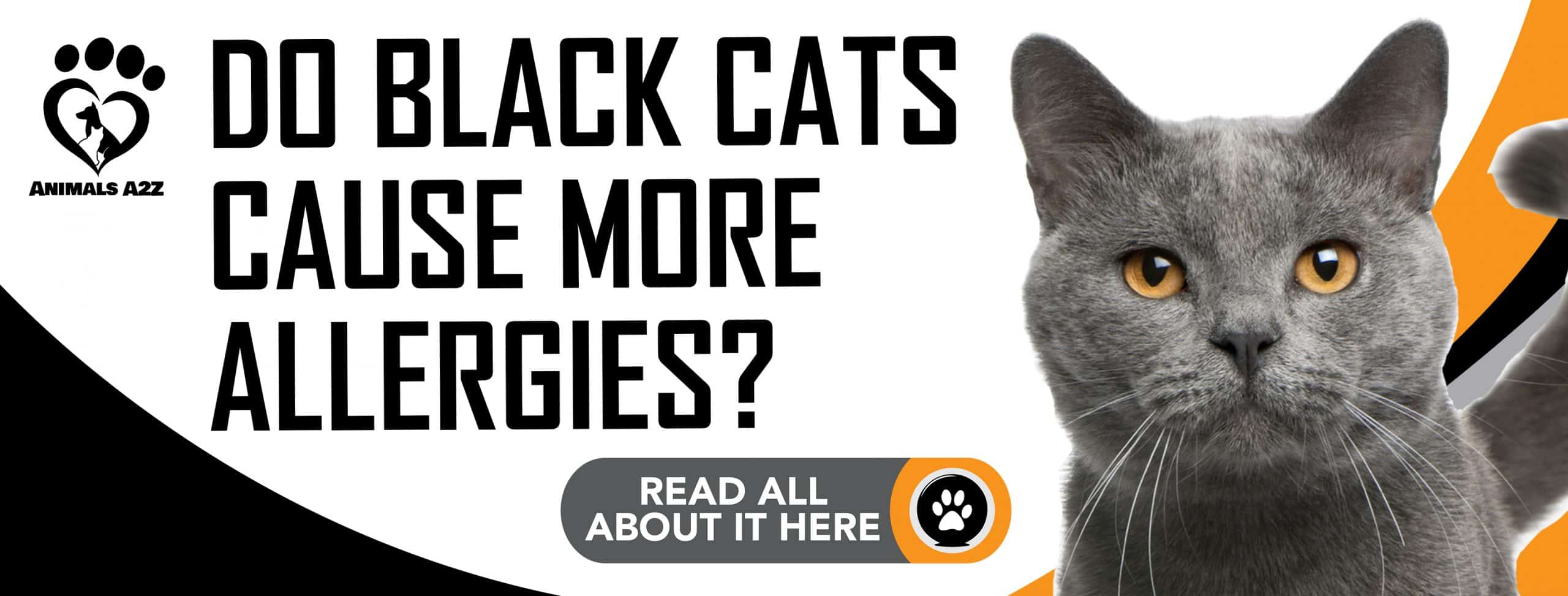 Verursachen schwarze Katzen mehr Allergien?