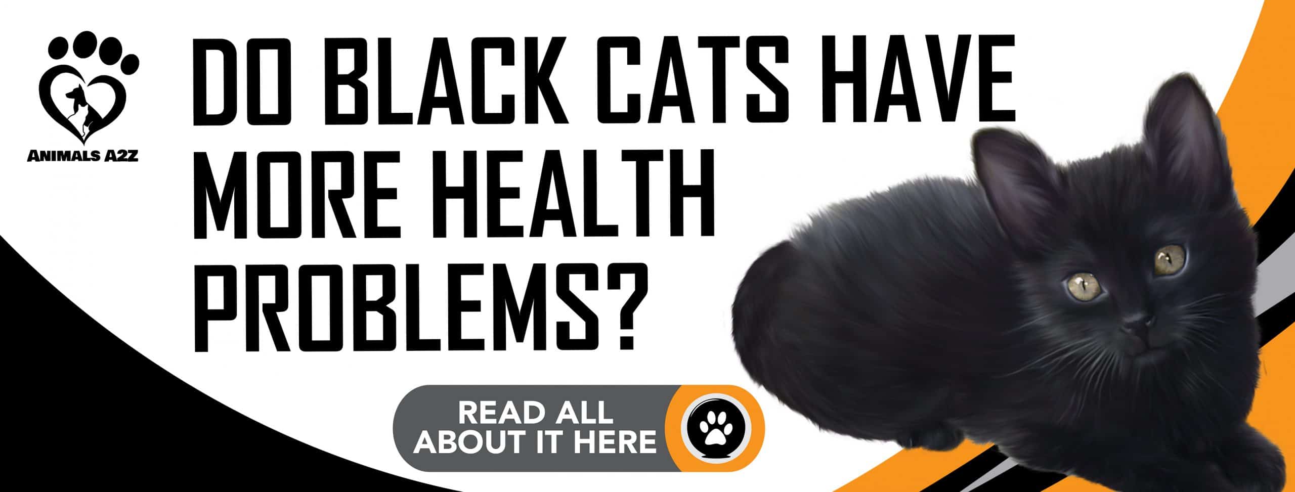 Haben schwarze Katzen mehr gesundheitliche Probleme?