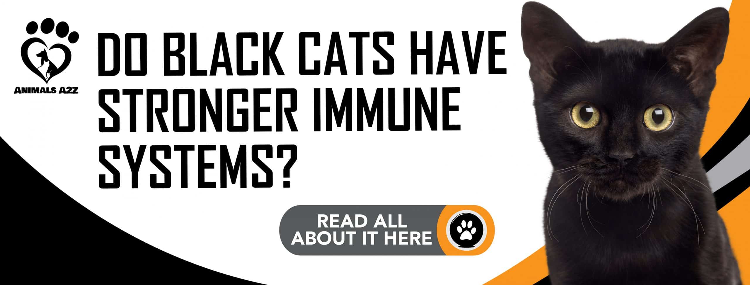 Haben schwarze Katzen ein stärkeres Immunsystem?