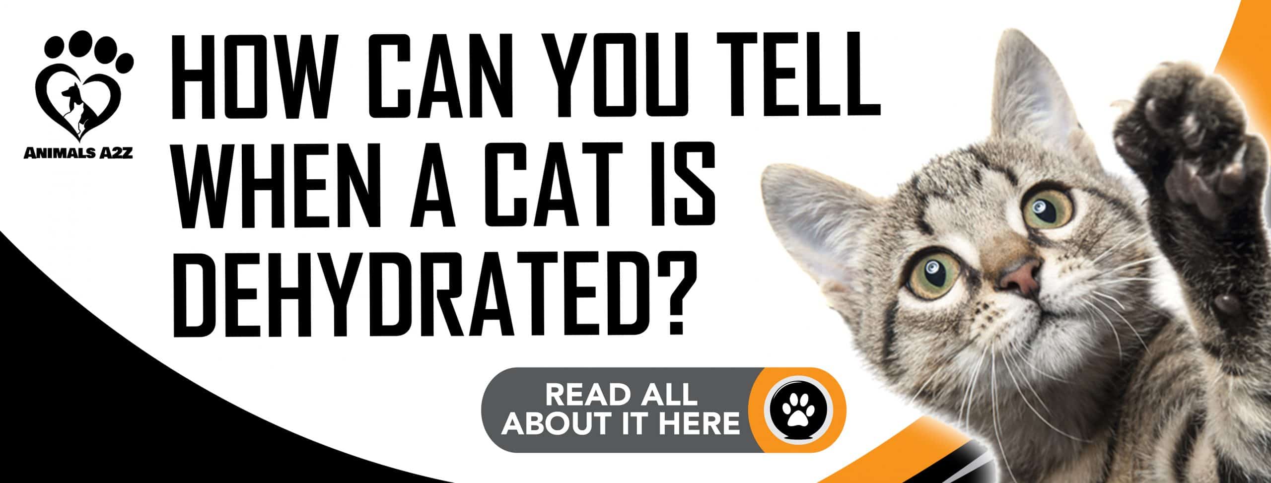 Wie können Sie feststellen, ob eine Katze dehydriert ist?
