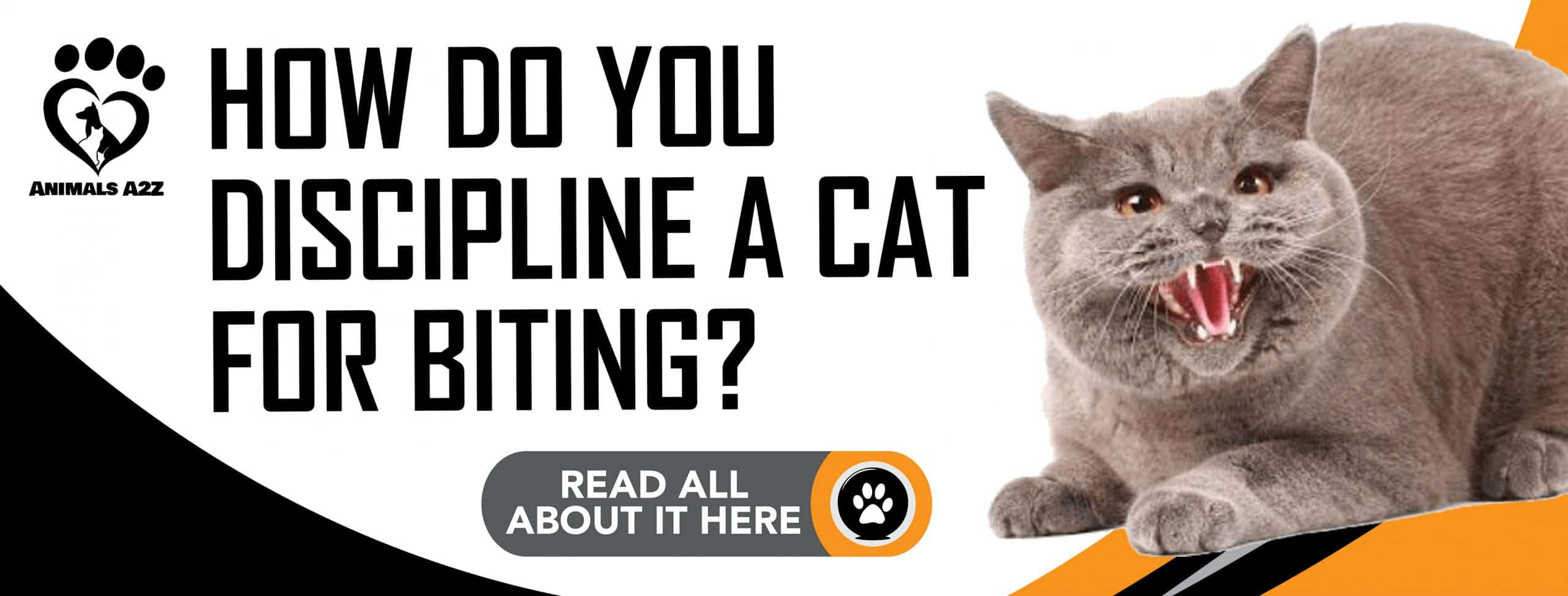 Wie diszipliniert man eine Katze, die beißt?