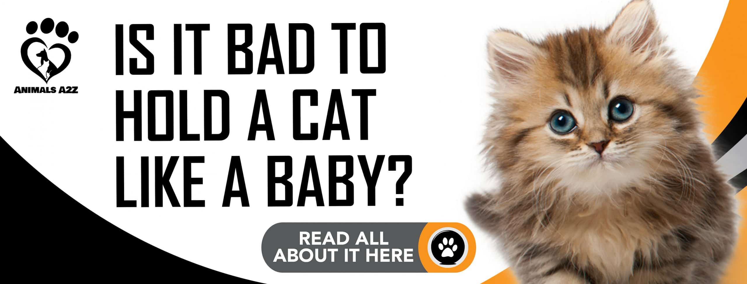 Ist es schlecht, eine Katze wie ein Baby zu halten?