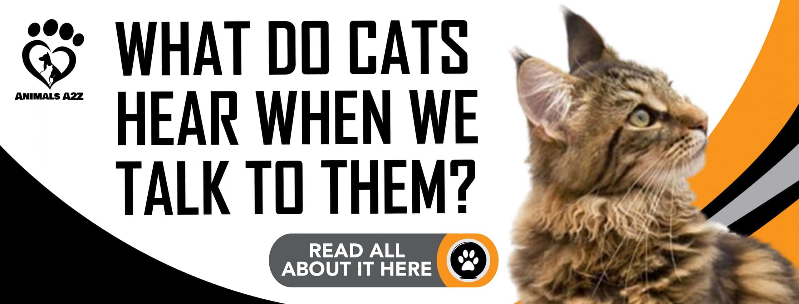 Was hören Katzen, wenn wir mit ihnen sprechen?