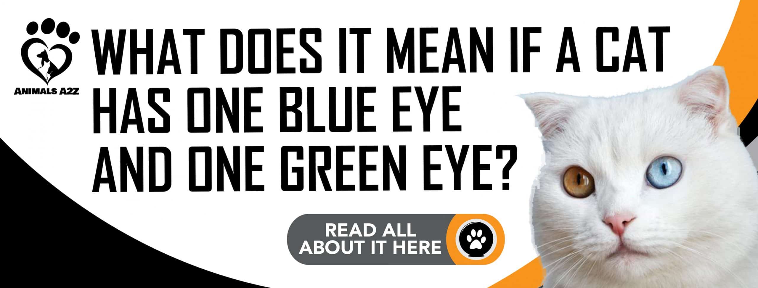 Was bedeutet es, wenn eine Katze ein blaues Auge und ein grünes Auge hat?