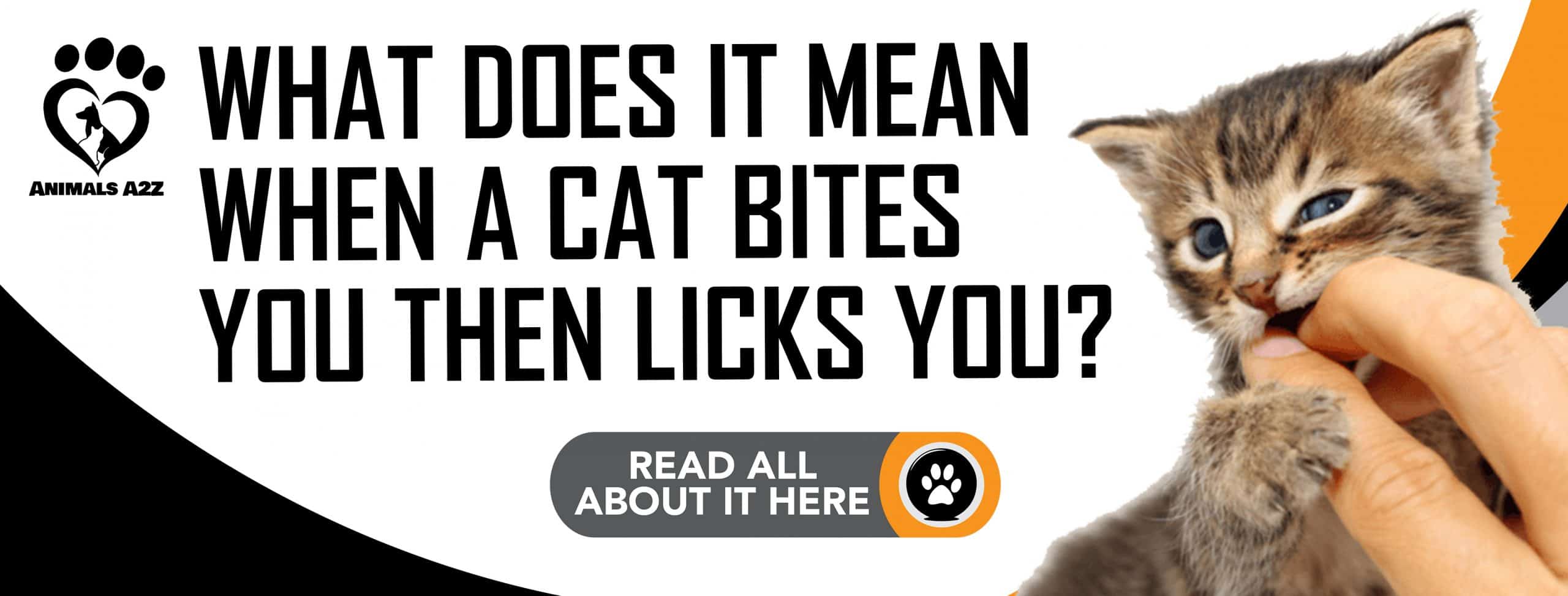 Was bedeutet es, wenn eine Katze Sie beißt und dann ableckt?