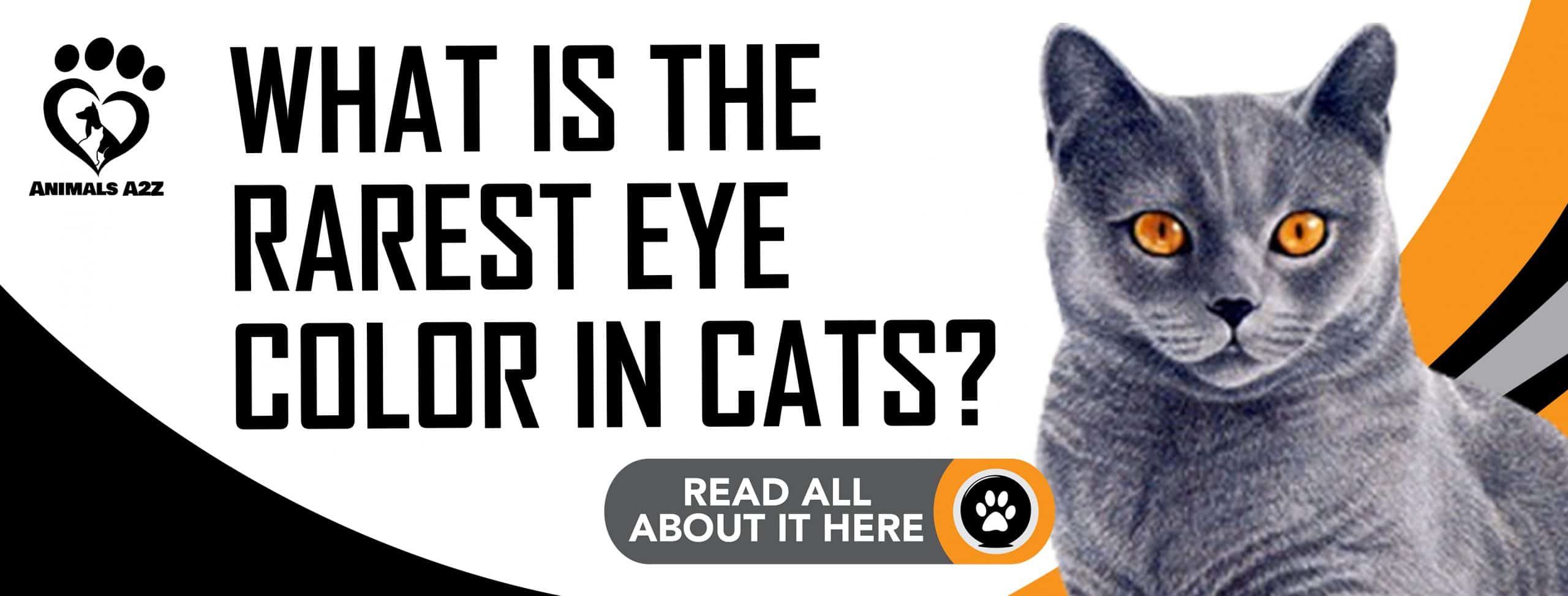Was ist die seltenste Augenfarbe bei Katzen?
