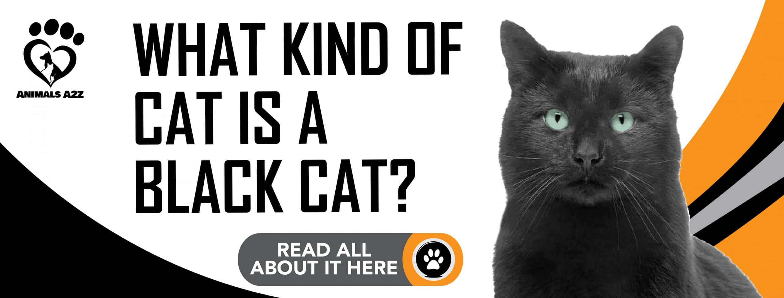 Welche Art von Katze ist eine schwarze Katze?