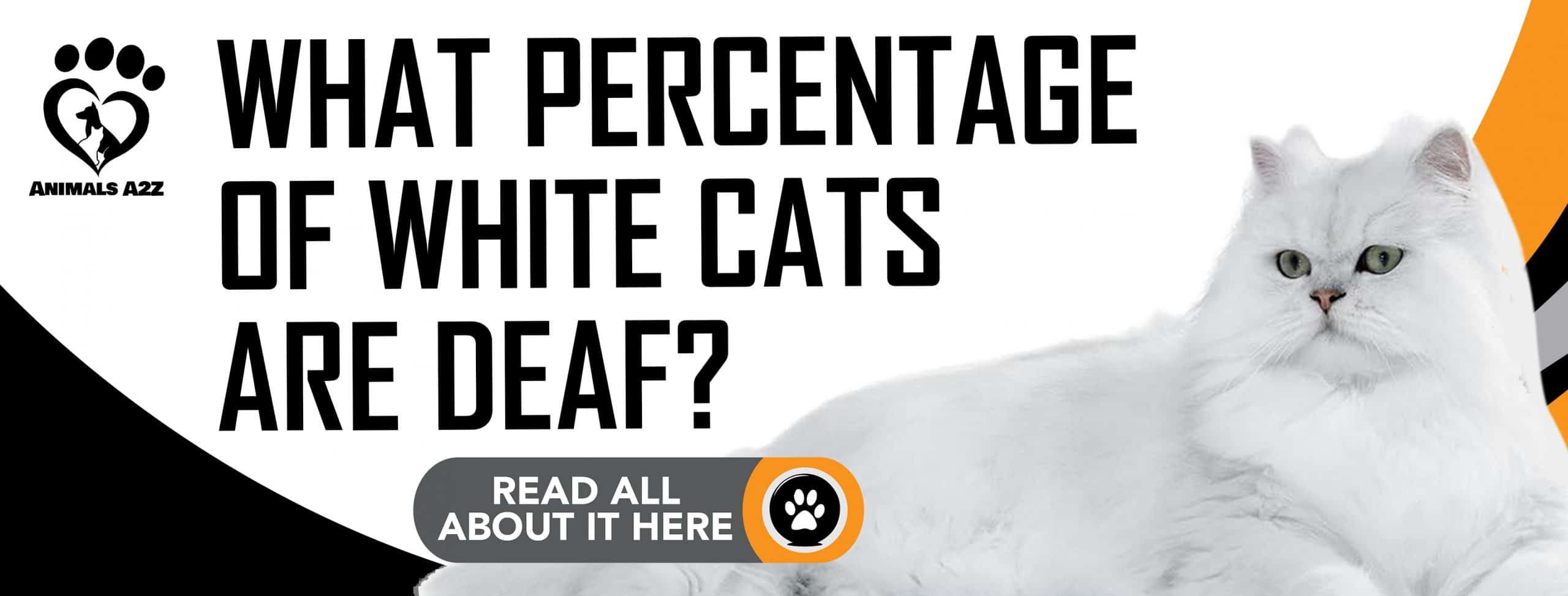 Wie viel Prozent der weißen Katzen sind taub?