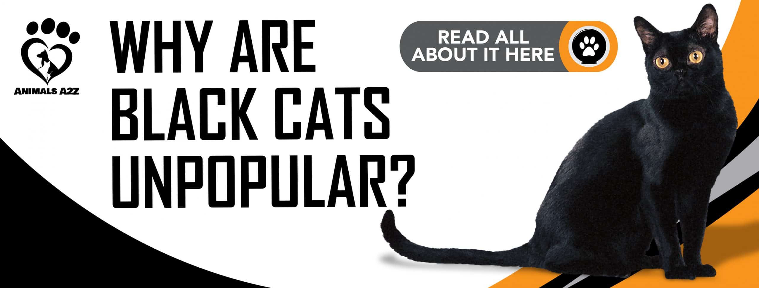 Warum sind schwarze Katzen unpopulär?