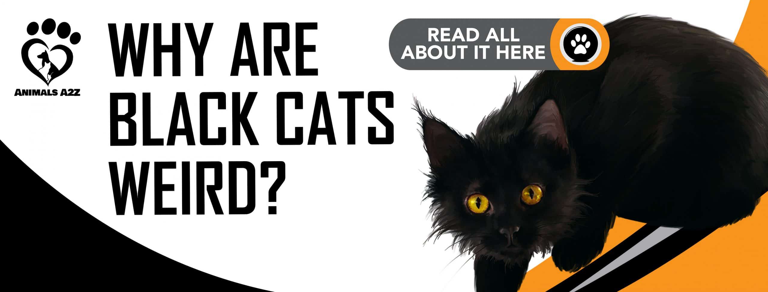 Warum sind schwarze Katzen seltsam?
