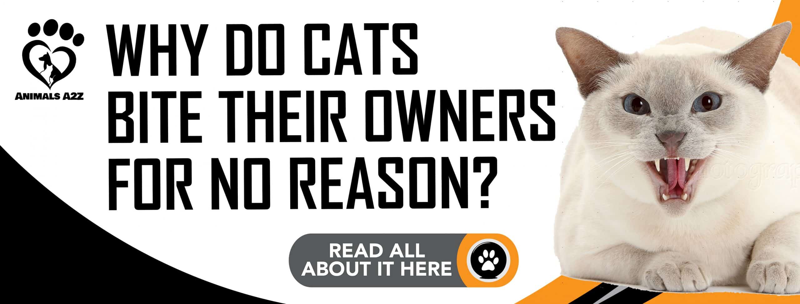 Warum beißen Katzen ihre Besitzer ohne Grund?