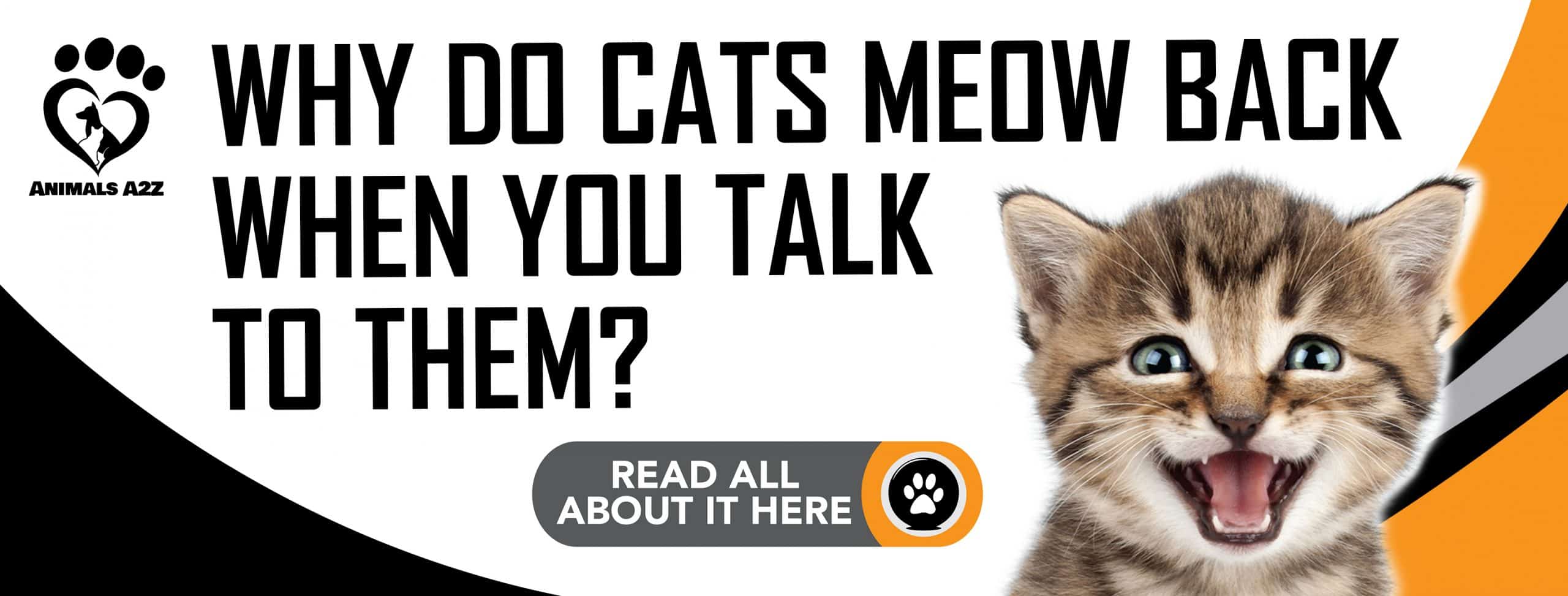 Warum miauen Katzen zurück, wenn man mit ihnen spricht?