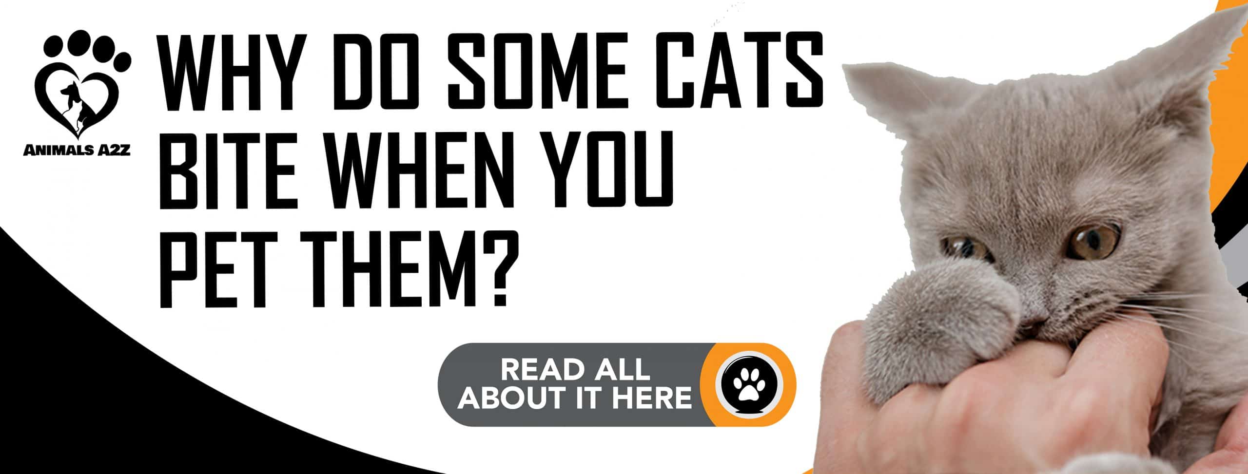 Warum beißen manche Katzen, wenn man sie streichelt?