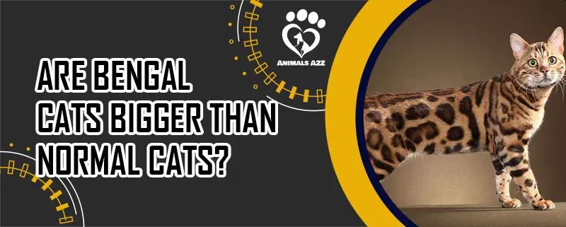 Sind Bengalkatzen größer als normale Katzen?