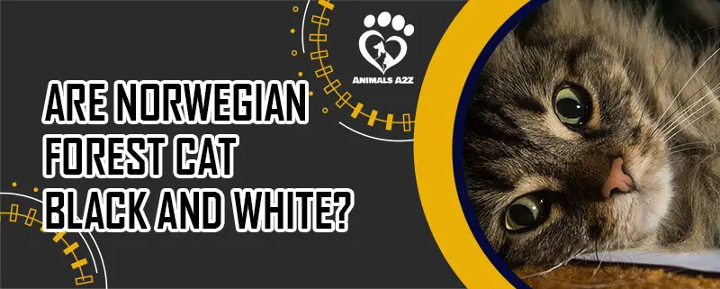 Sind Norwegische Waldkatzen schwarz und weiß?
