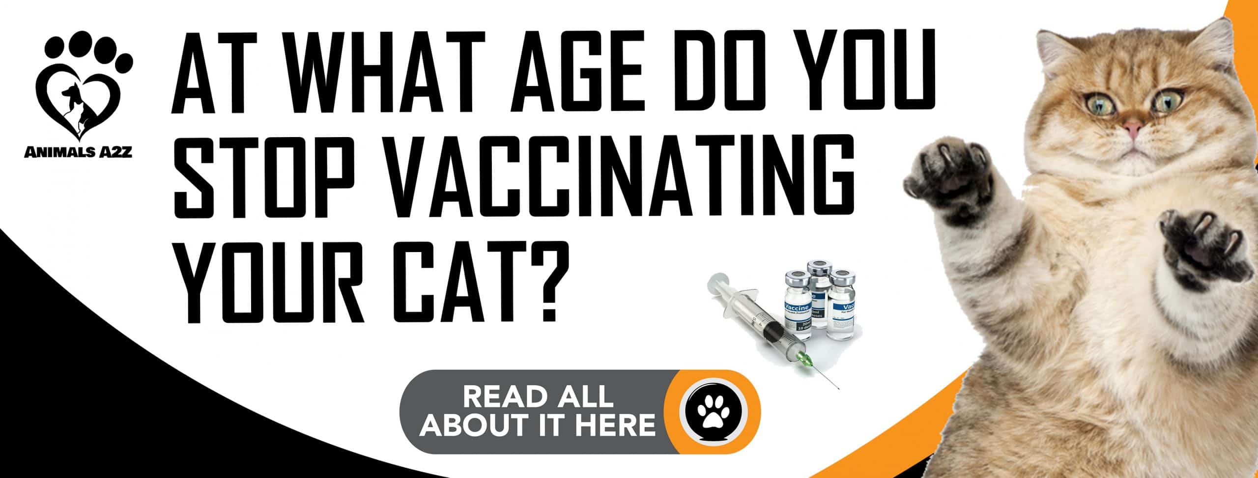 In welchem Alter sollten Sie aufhören, Ihre Katze zu impfen?