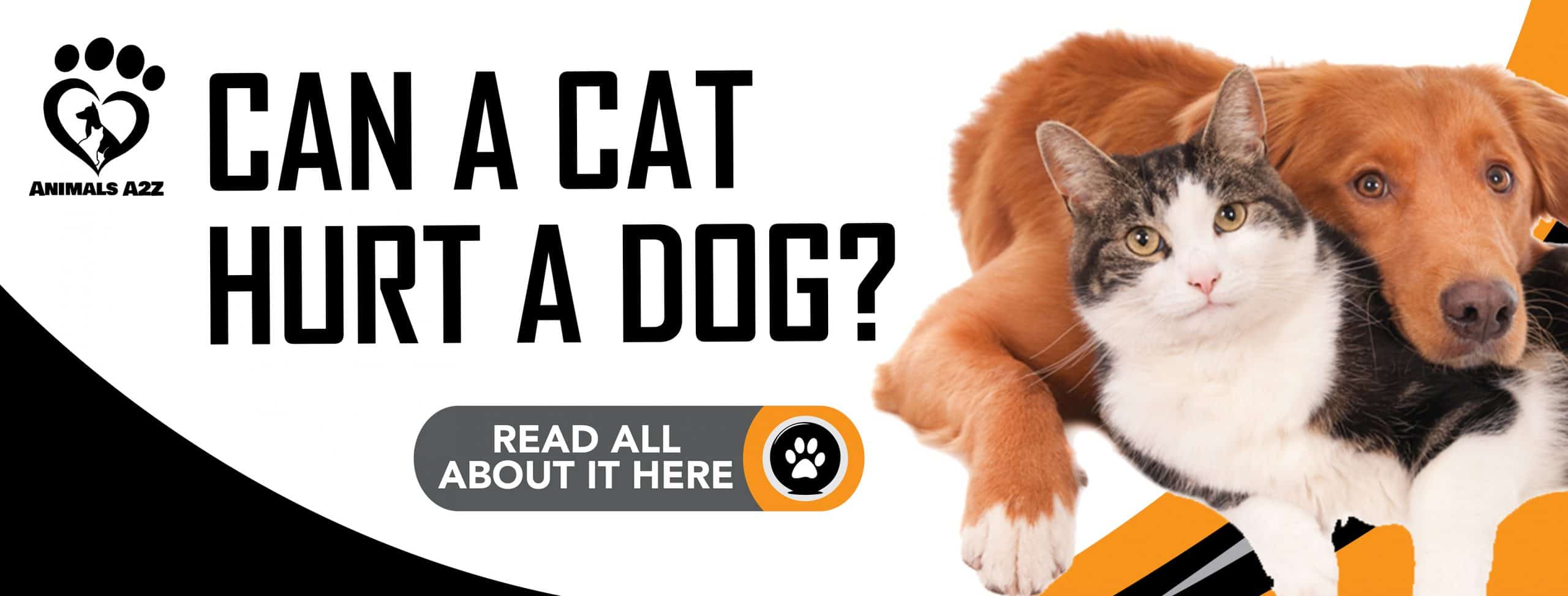 Kann eine Katze einen Hund verletzen?