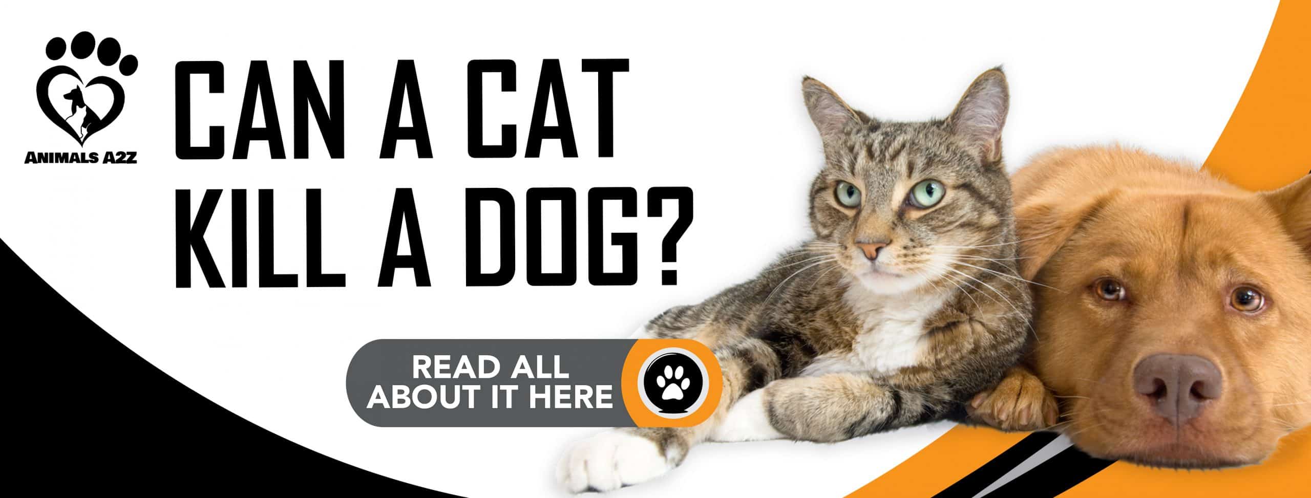 Kann eine Katze einen Hund töten?