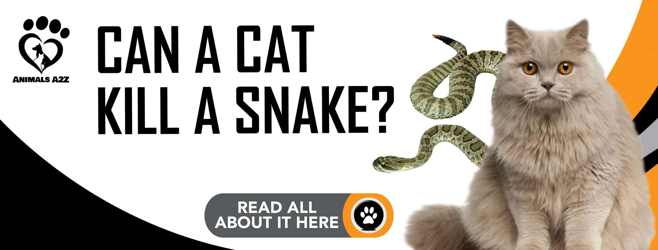 Kann eine Katze eine Schlange töten?