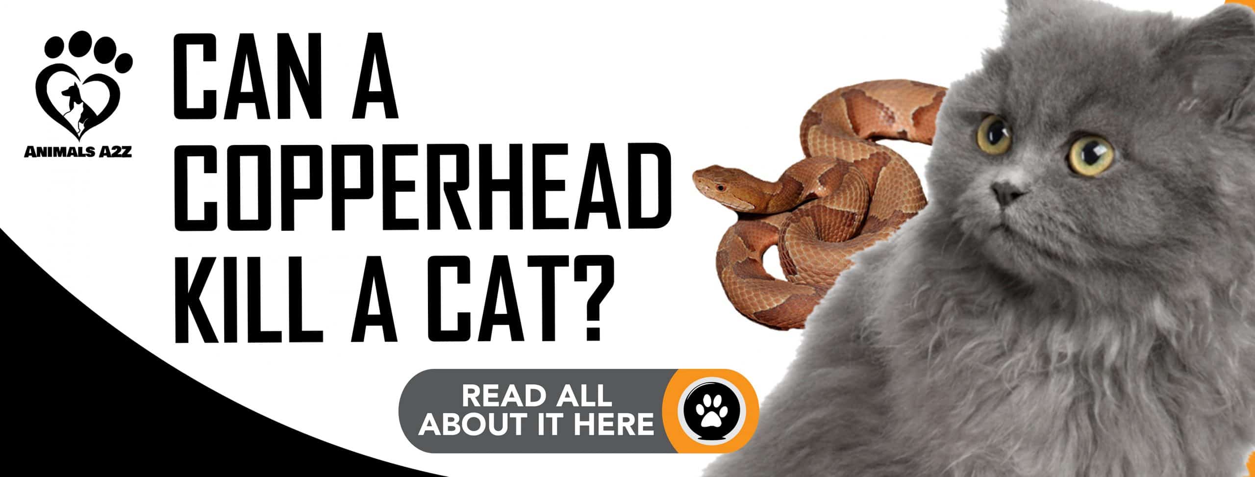 Kann eine Kupferkopfschlange eine Katze töten?