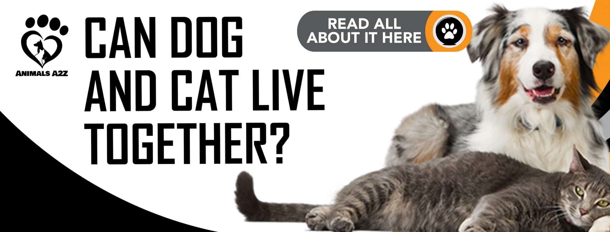 Können Hunde und Katzen zusammenleben? [ Alle Infos ]