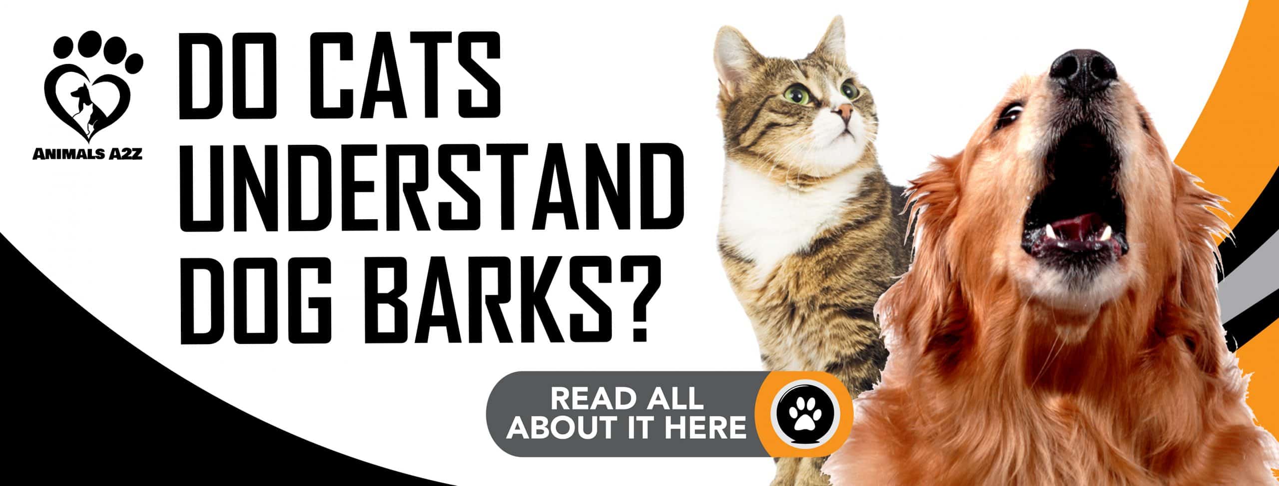 Verstehen Katzen Hundebellen?
