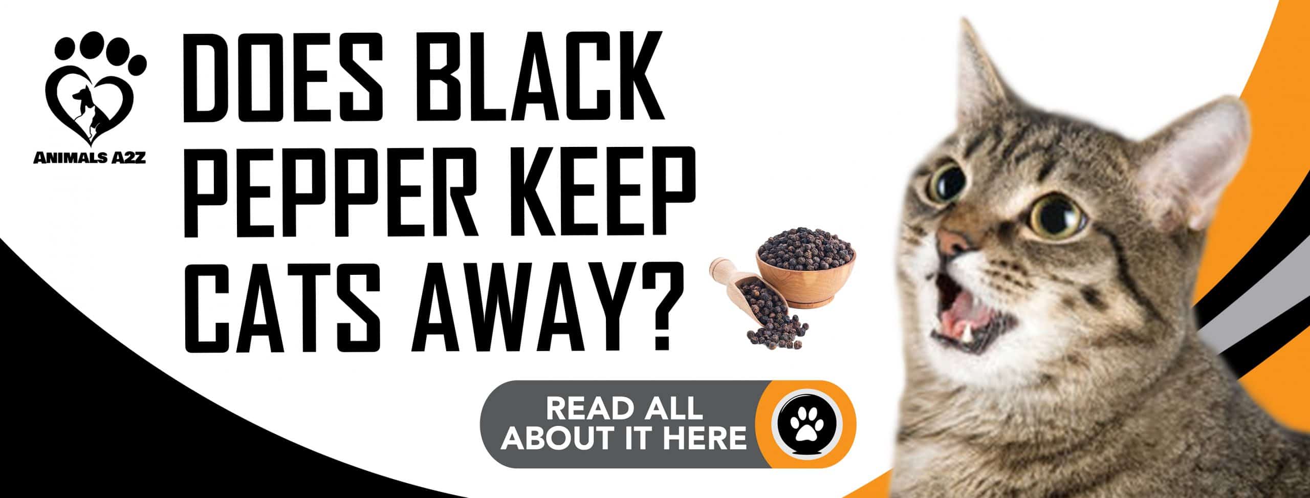 Hält schwarzer Pfeffer Katzen fern?