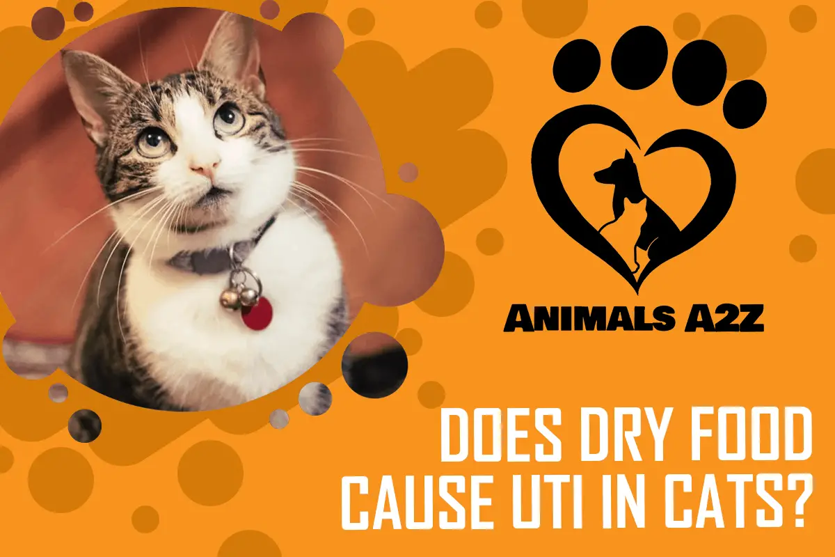 Verursacht Trockenfutter UTI bei Katzen?
