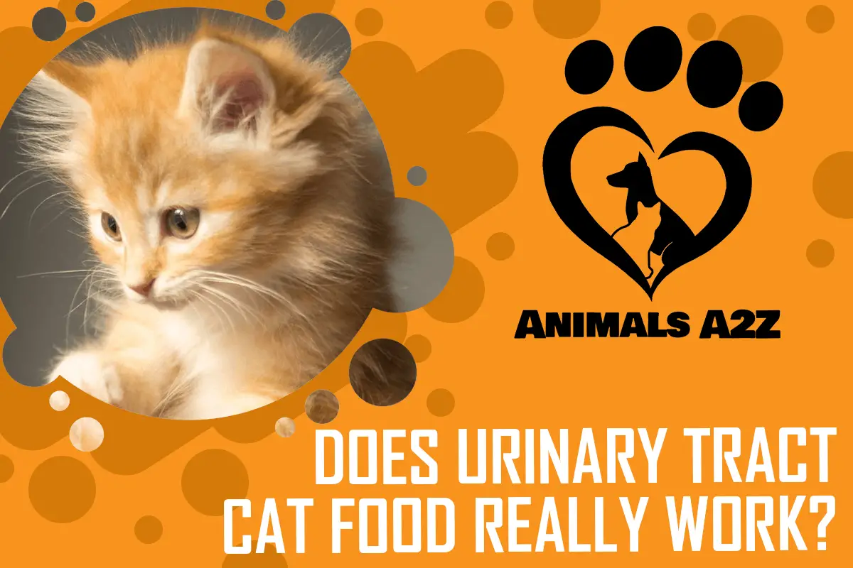 Funktioniert Katzenfutter für die Harnwege wirklich?