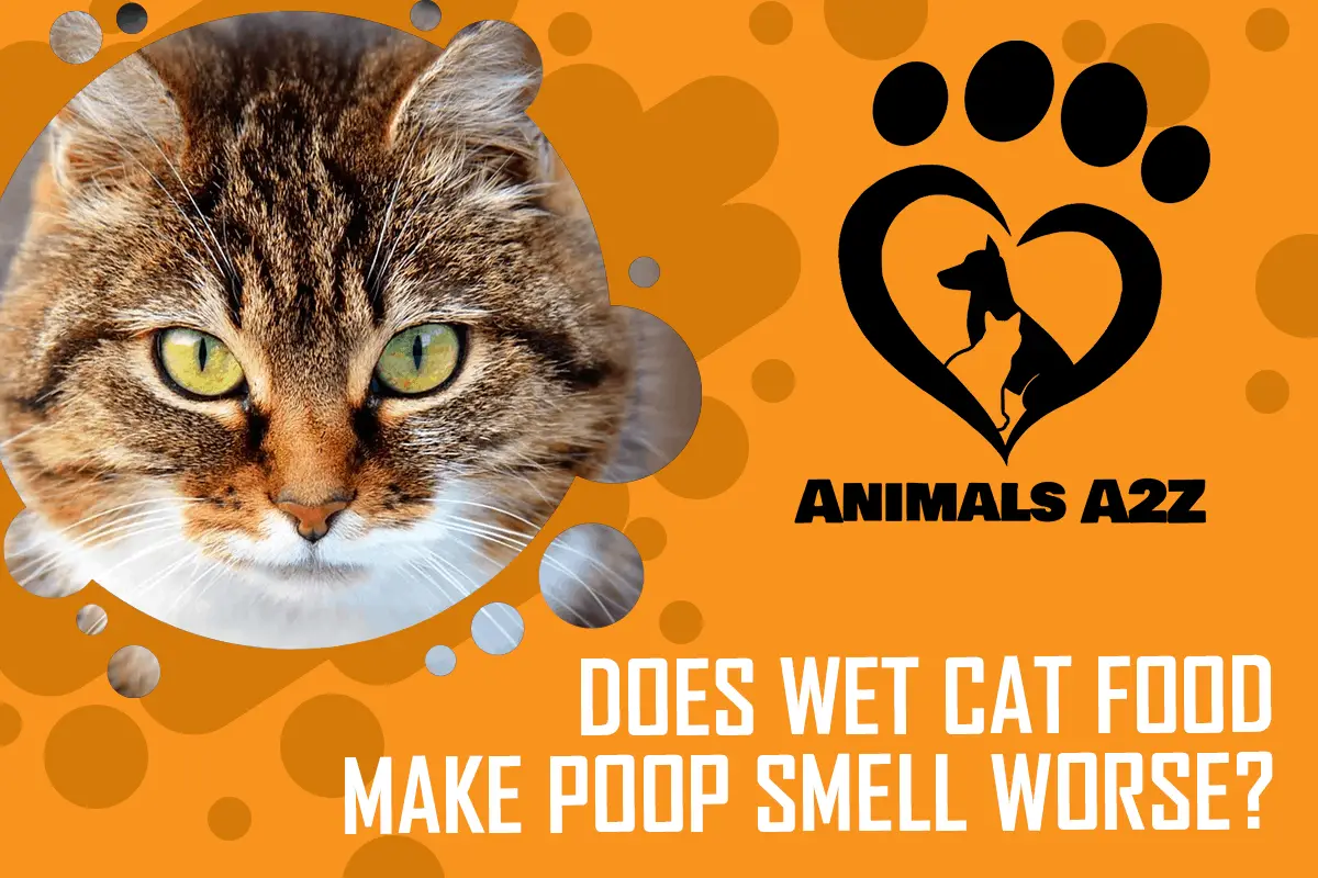 Verursacht nasses Katzenfutter einen schlechteren Geruch im Kot?