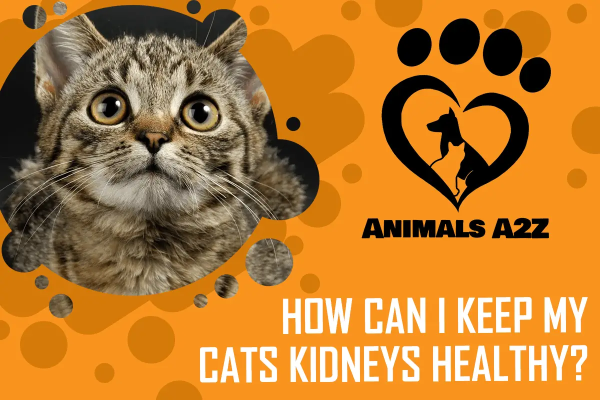 Wie kann ich die Nieren meiner Katze gesund halten?