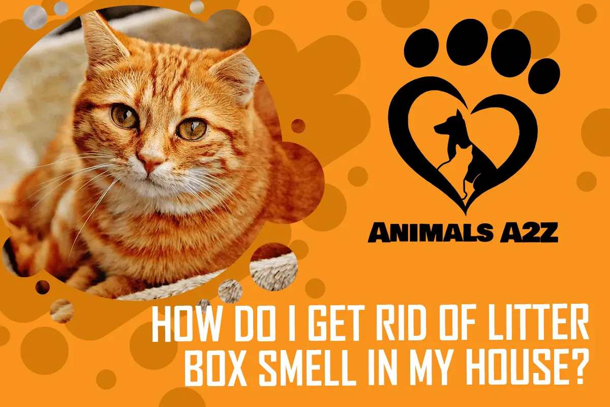 Wie werde ich den Geruch der Katzentoilette in meinem Haus los?