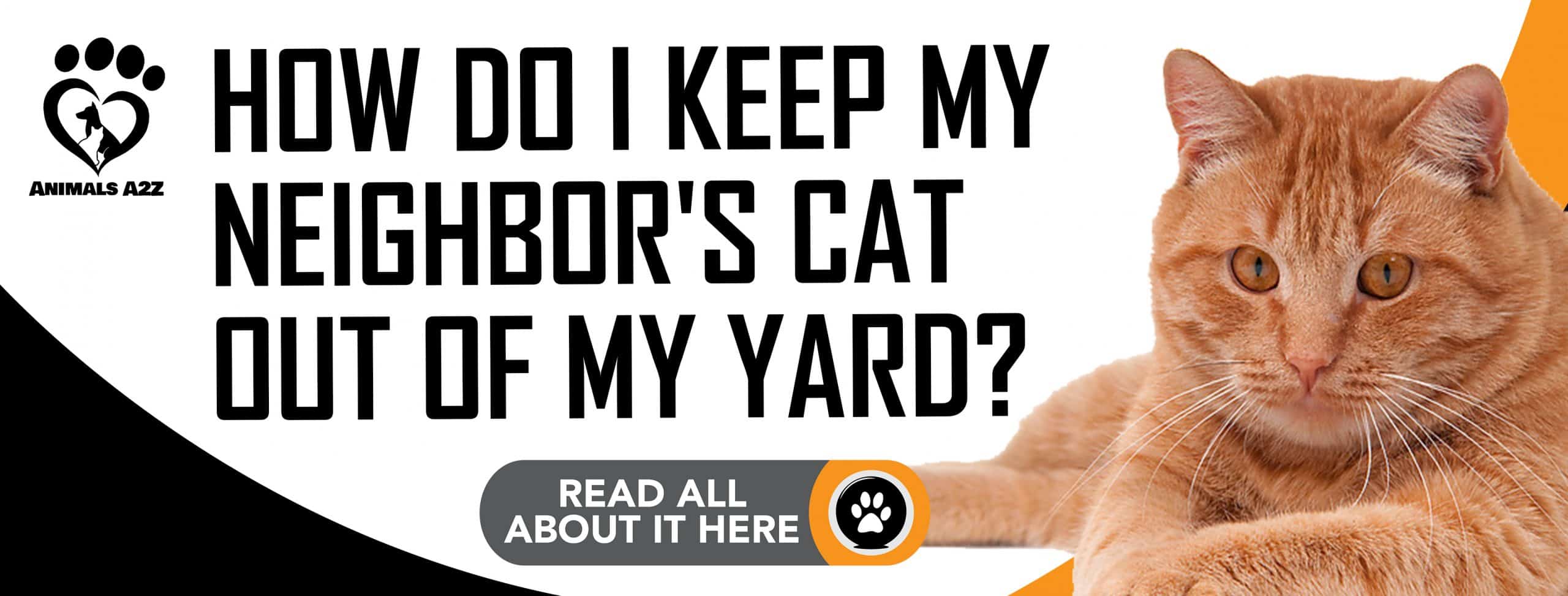 Wie kann ich die Katze meines Nachbarn aus meinem Garten fernhalten?