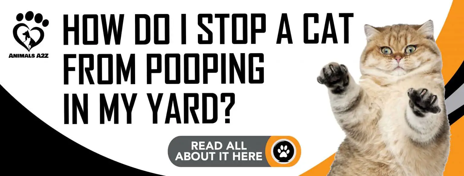 Wie kann ich eine Katze davon abhalten, in meinen Garten zu kacken