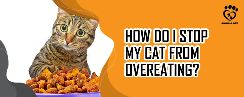 Wie kann man eine Katze vom Überfressen abhalten?