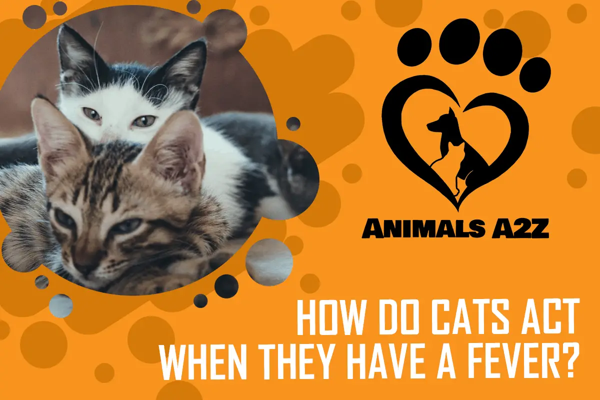 Wie verhalten sich Katzen, wenn sie Fieber haben?