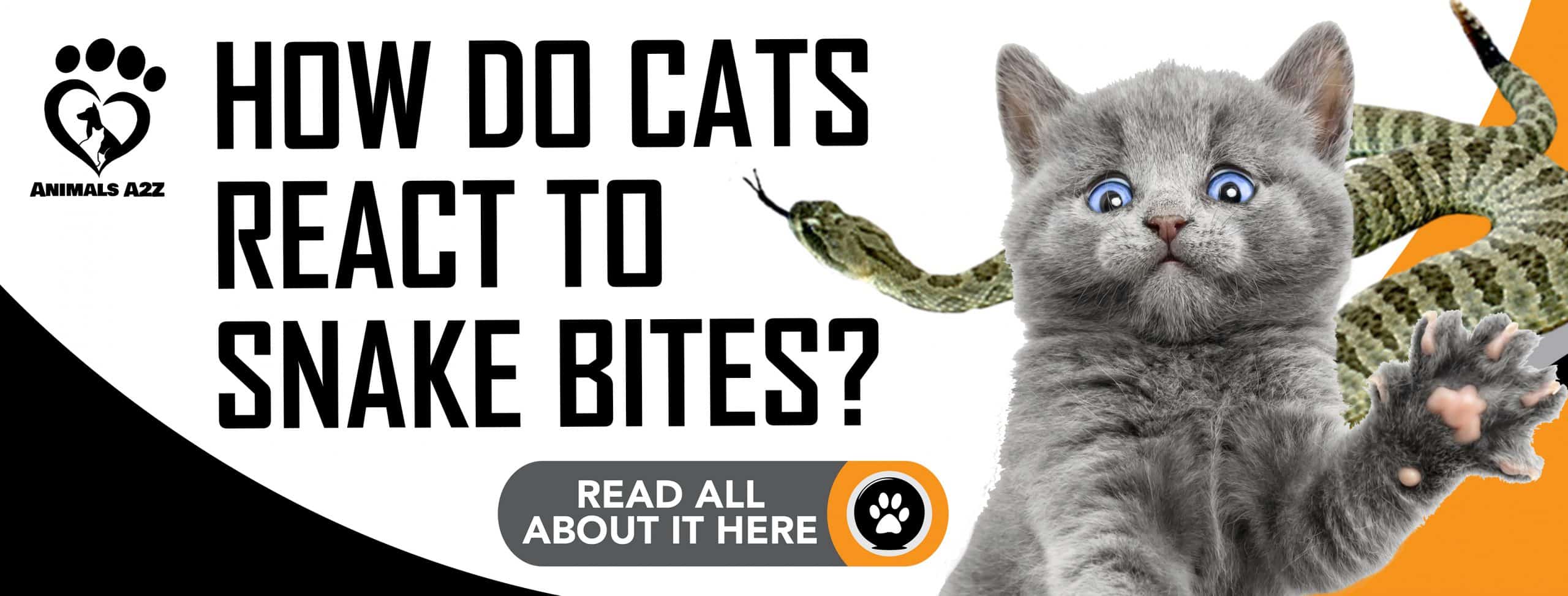 Wie reagieren Katzen auf Schlangenbisse?